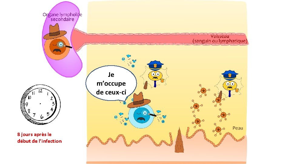 Je m’occupe de ceux-ci 8 jours après le début de l’infection 