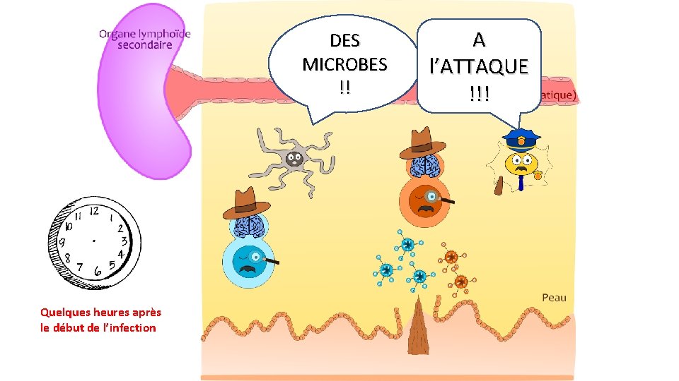 DES MICROBES !! Quelques heures après le début de l’infection A l’ATTAQUE !!! 