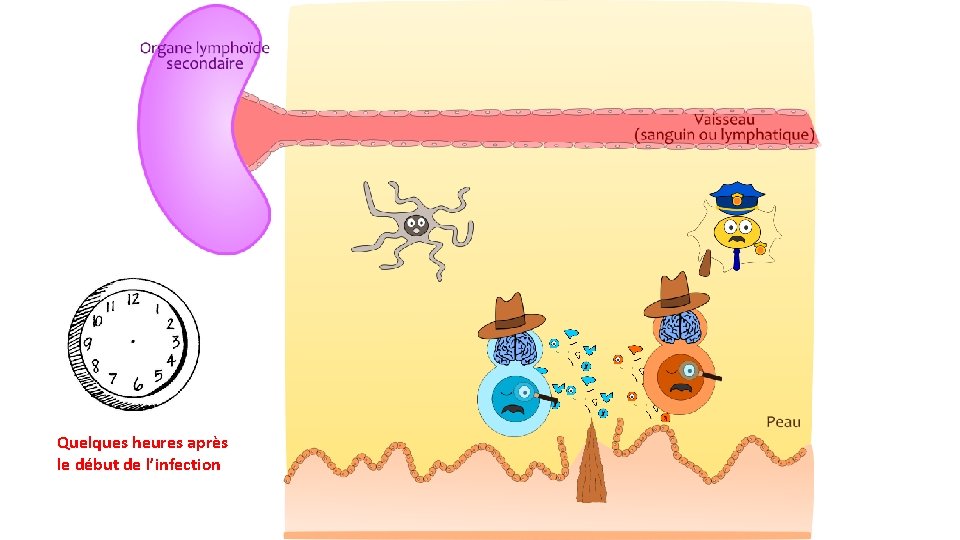 Quelques heures après le début de l’infection 