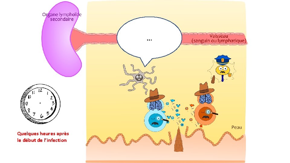 … Quelques heures après le début de l’infection 