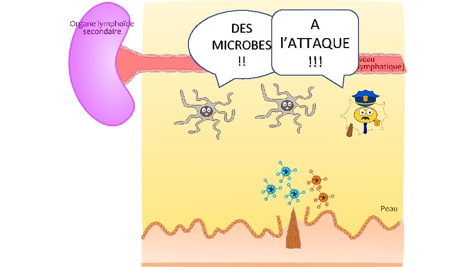 A DES MICROBES l’ATTAQUE !! !!! 