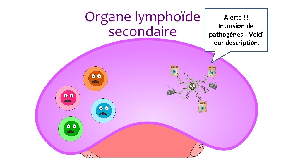 Alerte !! Intrusion de pathogènes ! Voici leur description. 