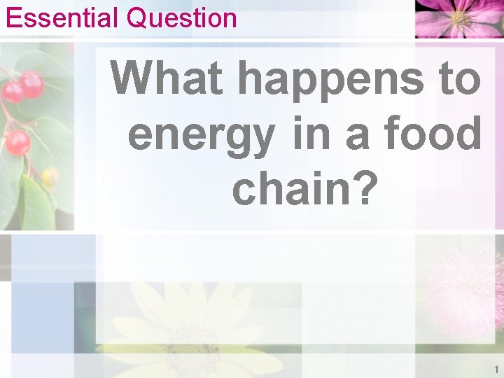 Essential Question What happens to energy in a food chain? 1 