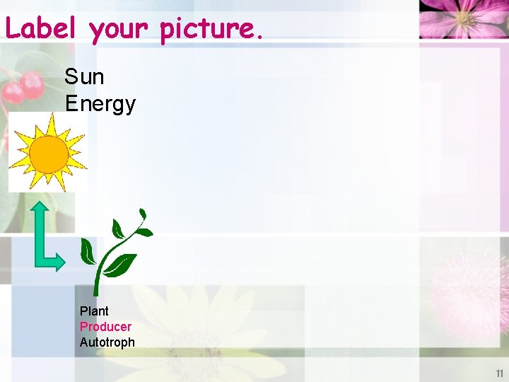 Label your picture. Sun Energy Plant Producer Autotroph 11 