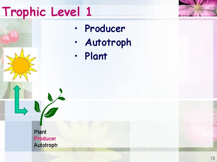 Trophic Level 1 • Producer • Autotroph • Plant Producer Autotroph 12 