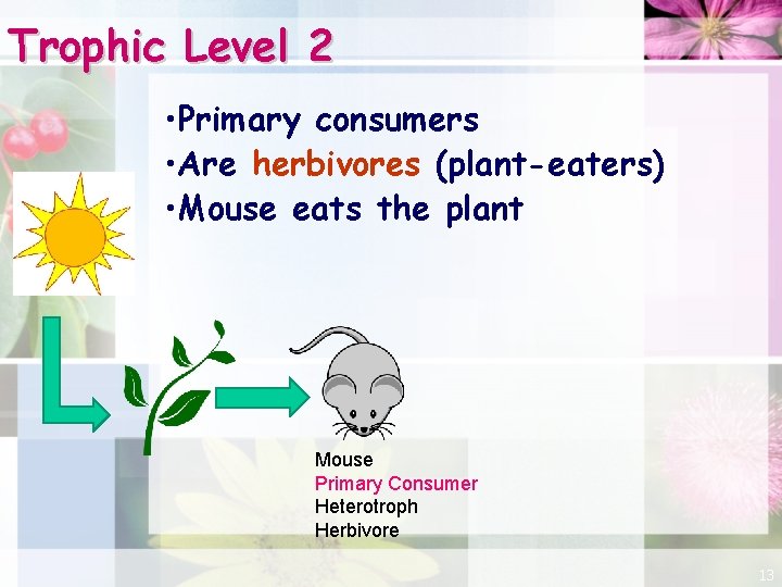 Trophic Level 2 • Primary consumers • Are herbivores (plant-eaters) • Mouse eats the