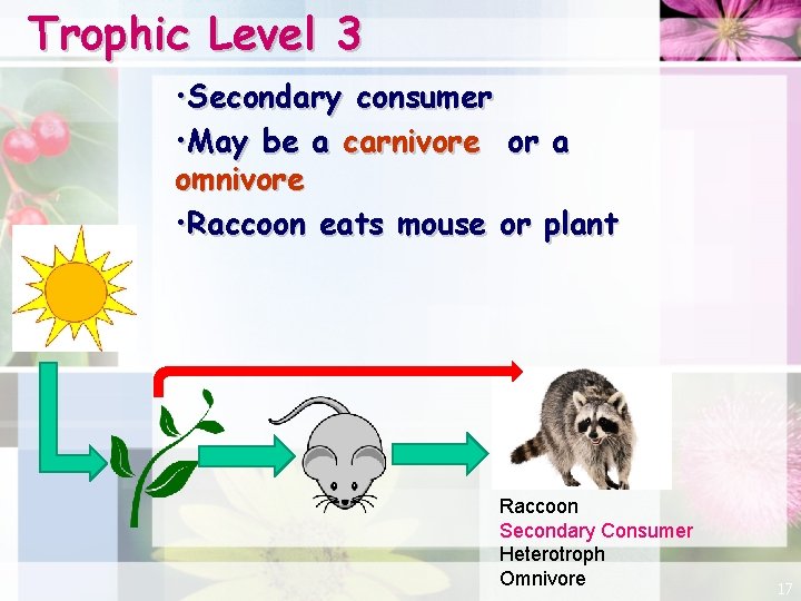 Trophic Level 3 • Secondary consumer • May be a carnivore or a omnivore