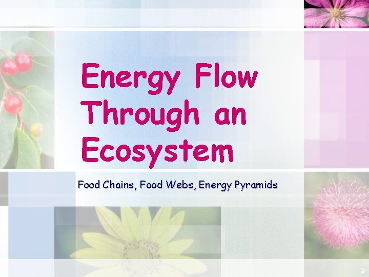 Energy Flow Through an Ecosystem Food Chains, Food Webs, Energy Pyramids 2 