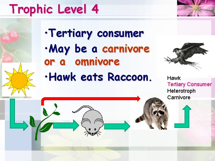 Trophic Level 4 • Tertiary consumer • May be a carnivore or or a