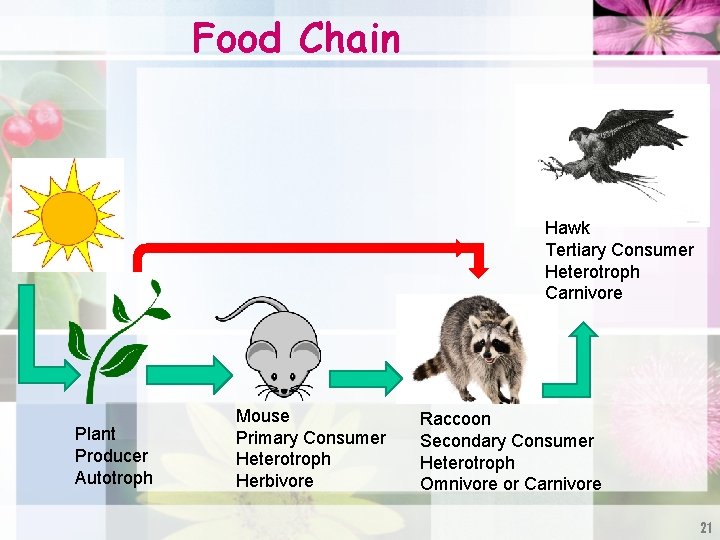 Food Chain Hawk Tertiary Consumer Heterotroph Carnivore Plant Producer Autotroph Mouse Primary Consumer Heterotroph