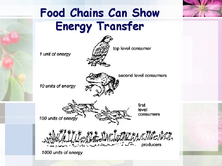 Food Chains Can Show Energy Transfer 23 