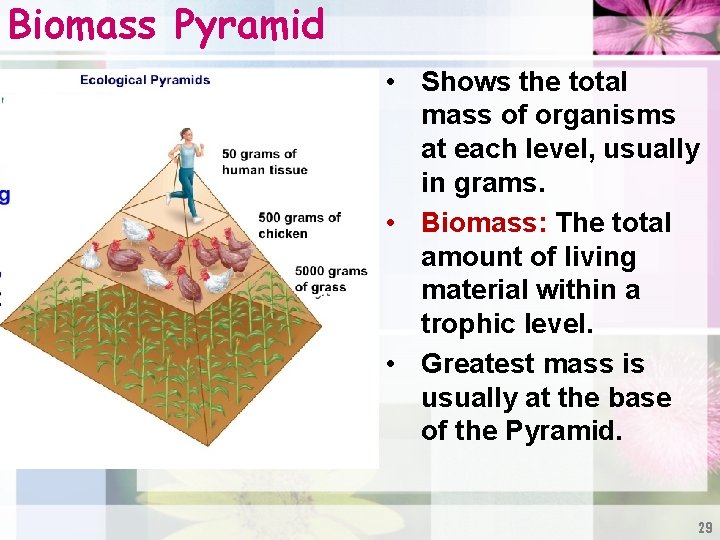 Biomass Pyramid • Shows the total mass of organisms at each level, usually in