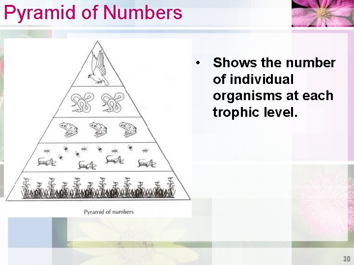 Pyramid of Numbers • Shows the number of individual organisms at each trophic level.