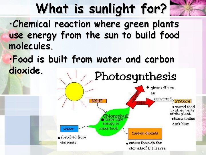 What is sunlight for? • Chemical reaction where green plants use energy from the