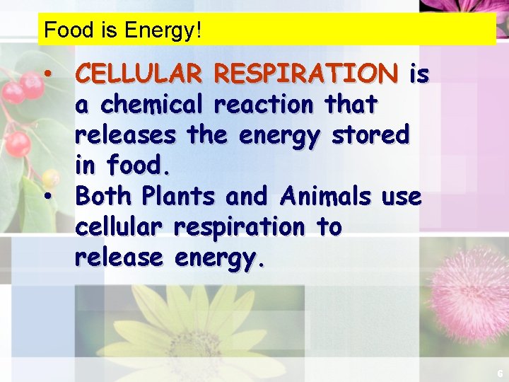 Food is Energy! • CELLULAR RESPIRATION is a chemical reaction that releases the energy