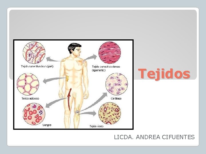 Tejidos LICDA. ANDREA CIFUENTES 