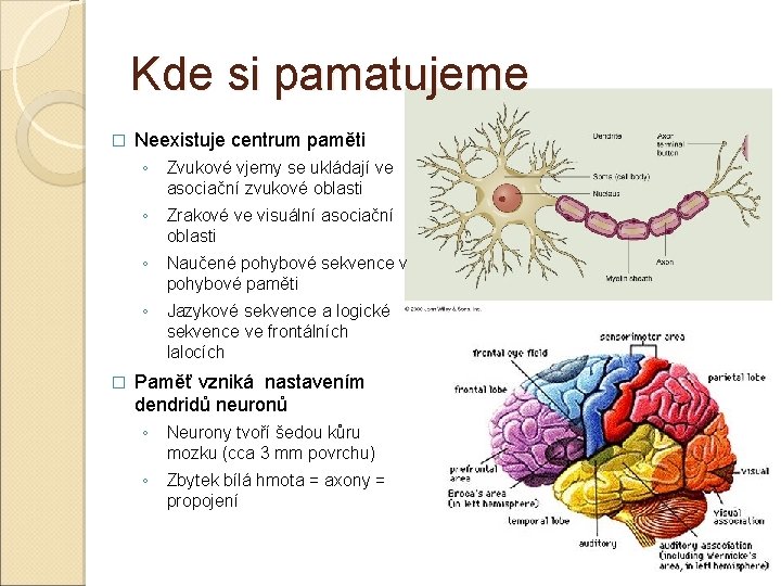 Kde si pamatujeme � � Neexistuje centrum paměti ◦ Zvukové vjemy se ukládají ve