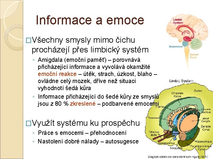 Informace a emoce �Všechny smysly mimo čichu procházejí přes limbický systém ◦ Amigdala (emoční