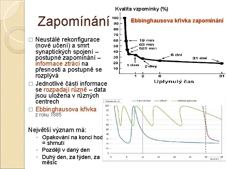 Kvalita vzpomínky (%) Zapomínání Neustálé rekonfigurace (nové učení) a smrt synaptických spojení – postupné