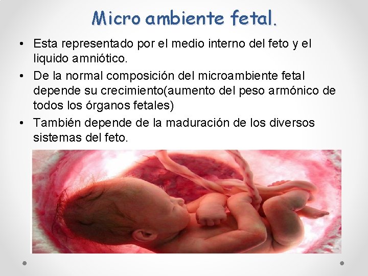 Micro ambiente fetal. • Esta representado por el medio interno del feto y el Micro ambiente fetal. • Esta representado por el medio interno del feto y el