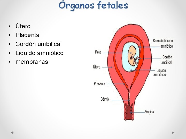 Órganos fetales • • • Útero Placenta Cordón umbilical Liquido amniótico membranas Órganos fetales • • • Útero Placenta Cordón umbilical Liquido amniótico membranas
