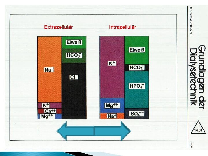 Extrazellulär Intrazellulär 