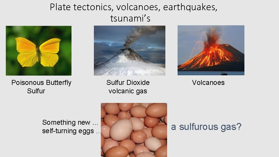 Plate tectonics, volcanoes, earthquakes, tsunami’s Poisonous Butterfly Sulfur Something new … self-turning eggs …