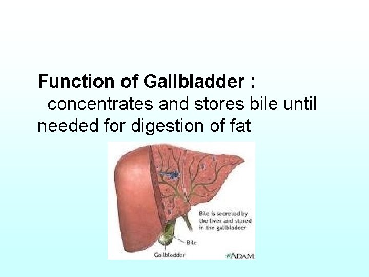 Function of Gallbladder : concentrates and stores bile until needed for digestion of fat