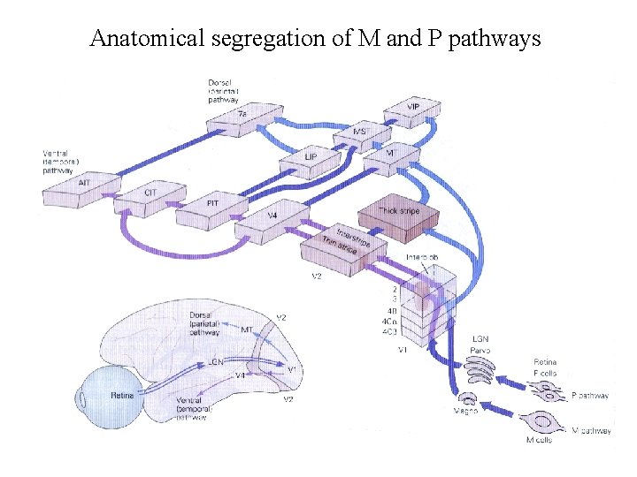 Anatomical segregation of M and P pathways 