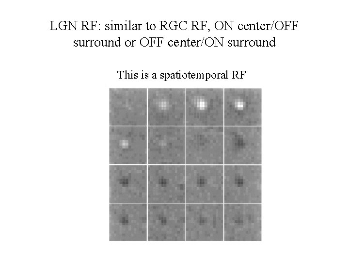 LGN RF: similar to RGC RF, ON center/OFF surround or OFF center/ON surround This
