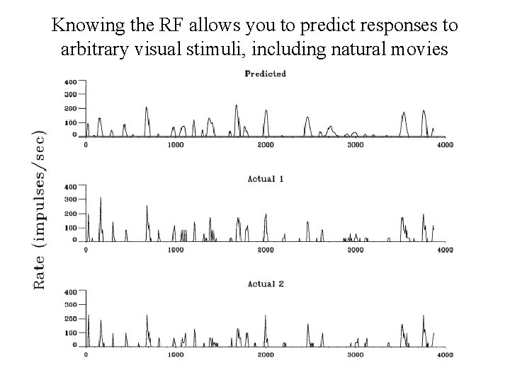 Knowing the RF allows you to predict responses to arbitrary visual stimuli, including natural