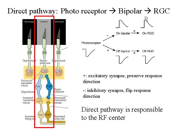 Direct pathway: Photo receptor Bipolar RGC +: excitatory synapse, preserve response direction -: inhibitory