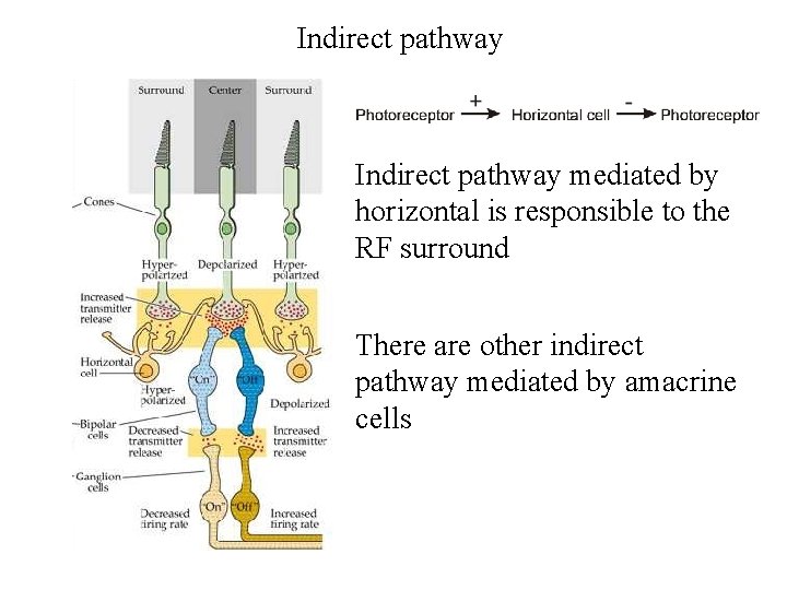Indirect pathway mediated by horizontal is responsible to the RF surround There are other