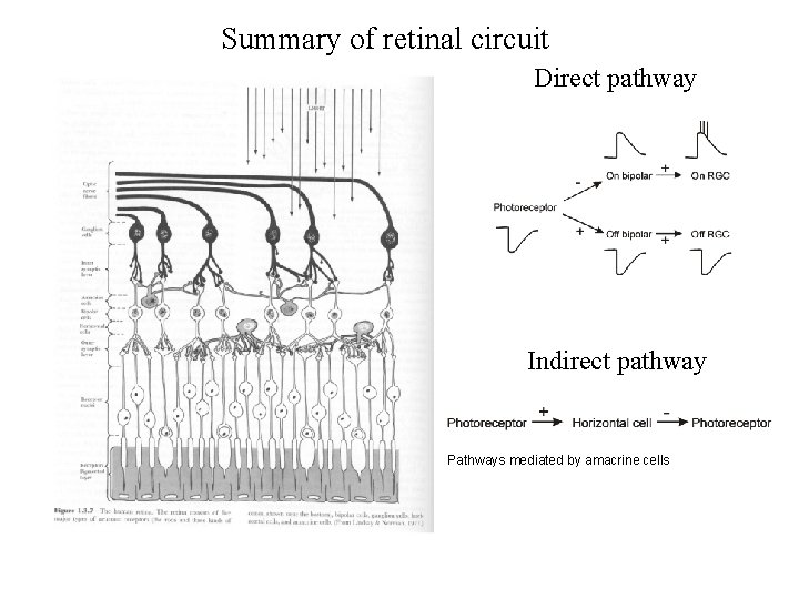 Summary of retinal circuit Direct pathway Indirect pathway Pathways mediated by amacrine cells 