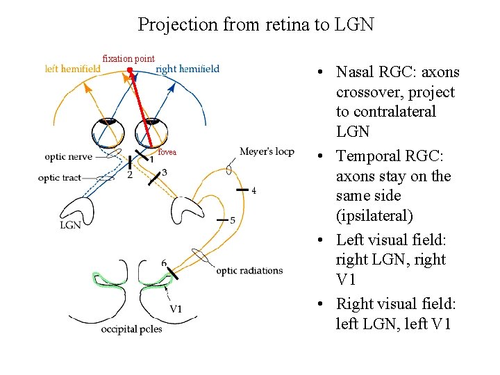 Projection from retina to LGN fixation point fovea • Nasal RGC: axons crossover, project