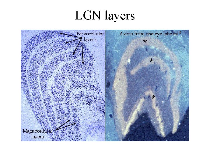 LGN layers 