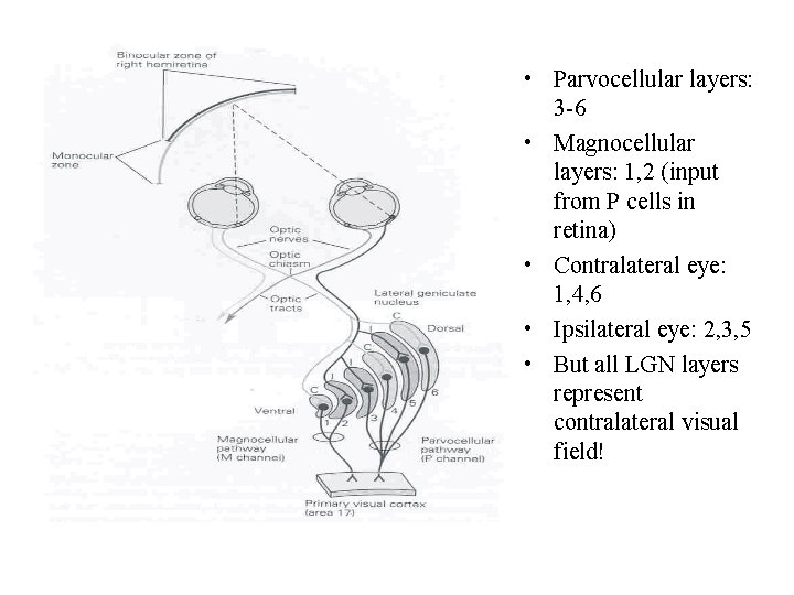  • Parvocellular layers: 3 -6 • Magnocellular layers: 1, 2 (input from P