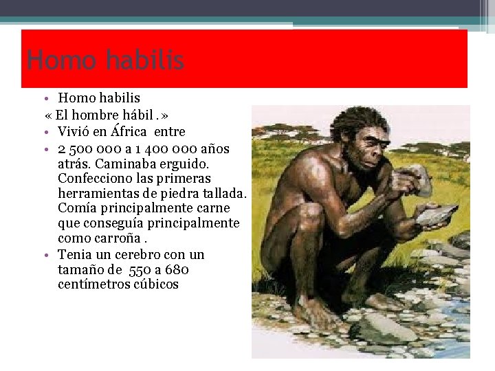 Homo habilis • Homo habilis « El hombre hábil. » • Vivió en África