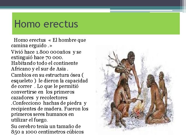 Homo erectus « El hombre que camina erguido. » Vivió hace 1. 800 000