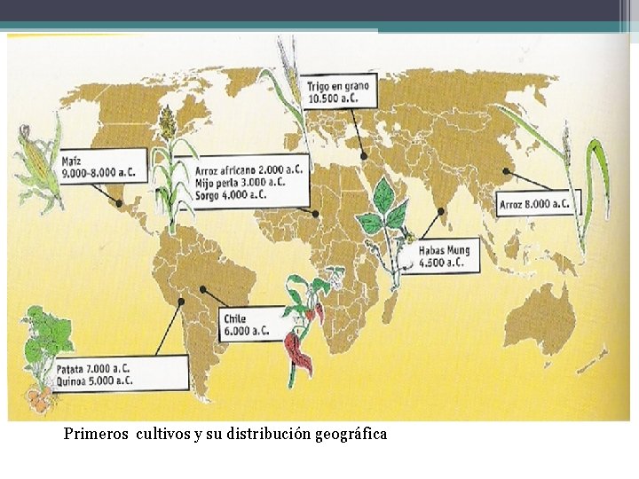 Primeros cultivos y su distribución geográfica 