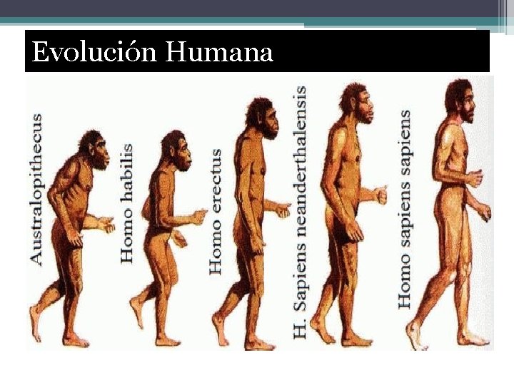 Evolución Humana 