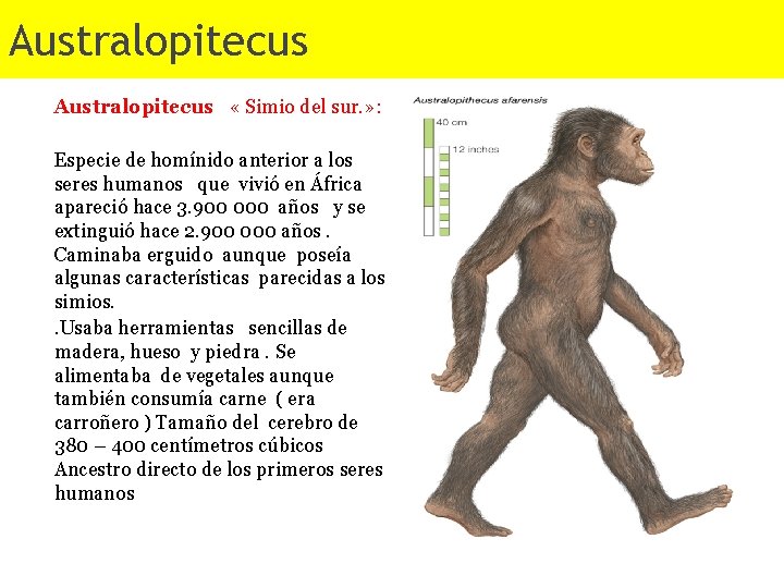 Australopitecus « Simio del sur. » : Especie de homínido anterior a los seres