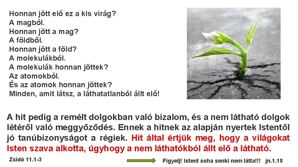 Honnan jött elő ez a kis virág? A magból. Honnan jött a mag? A