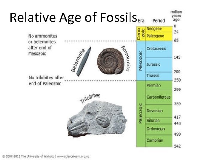 Relative Age of Fossils 