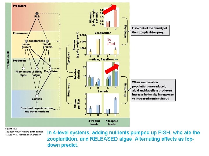 No effect In 4 -level systems, adding nutrients pumped up FISH, who ate the