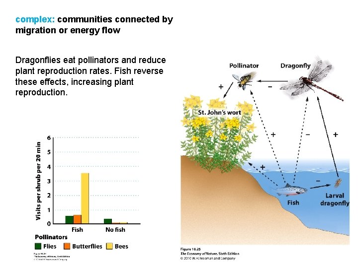 complex: communities connected by migration or energy flow Dragonflies eat pollinators and reduce plant