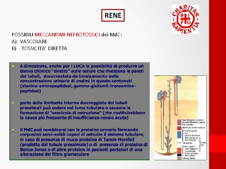 RENE POSSIBILI MECCANISMI NEFROTOSSICI dei Md. C: A) VASCOLARE B) TOSSICITA’ DIRETTA 