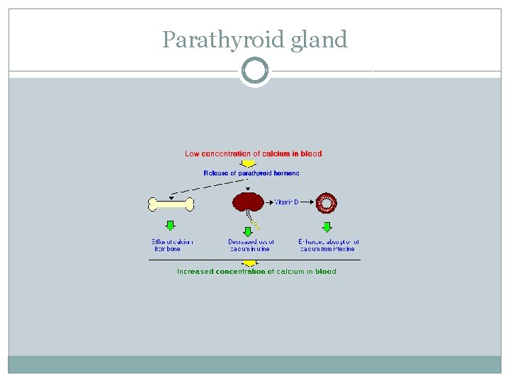 Parathyroid gland 