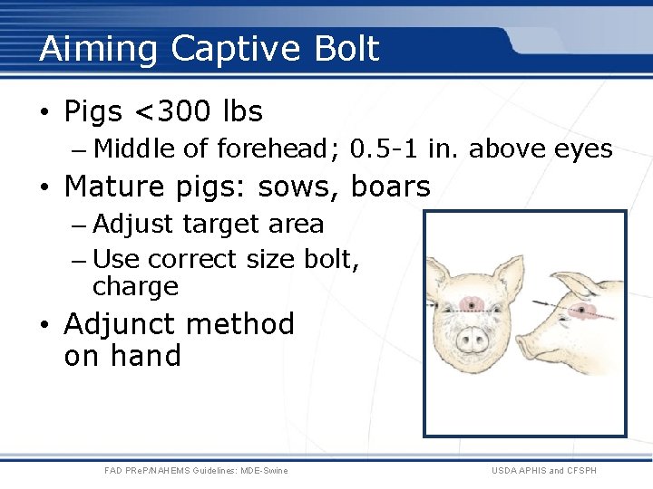 Aiming Captive Bolt • Pigs <300 lbs – Middle of forehead; 0. 5 -1