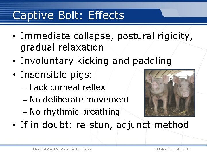 Captive Bolt: Effects • Immediate collapse, postural rigidity, gradual relaxation • Involuntary kicking and